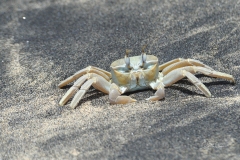 mindelo-sal-santo-antao-capo-verde-088