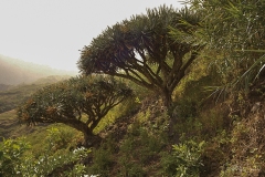 mindelo-sal-santo-antao-capo-verde-131